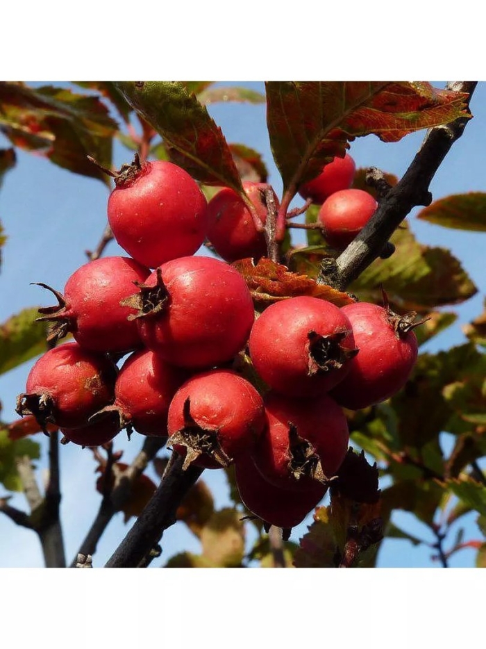 Боярышник обыкновенный  шамиль