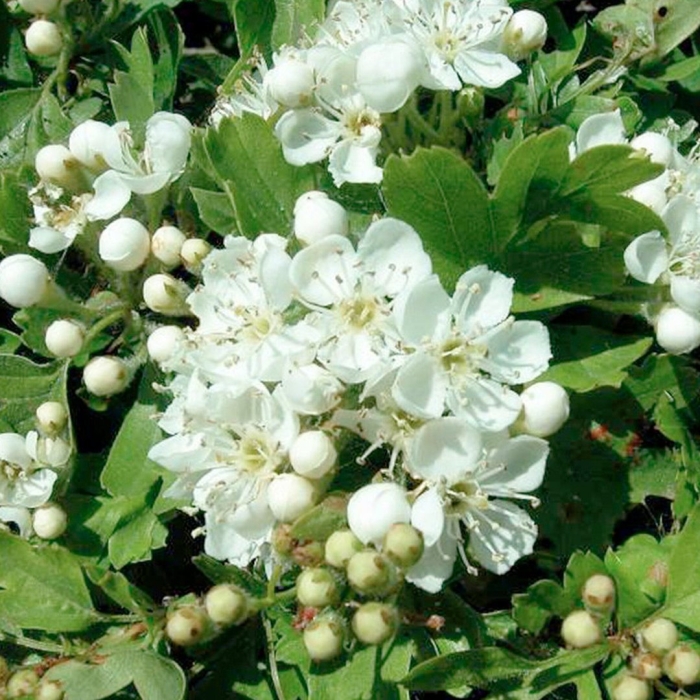 Боярышник крупноплодный цветение