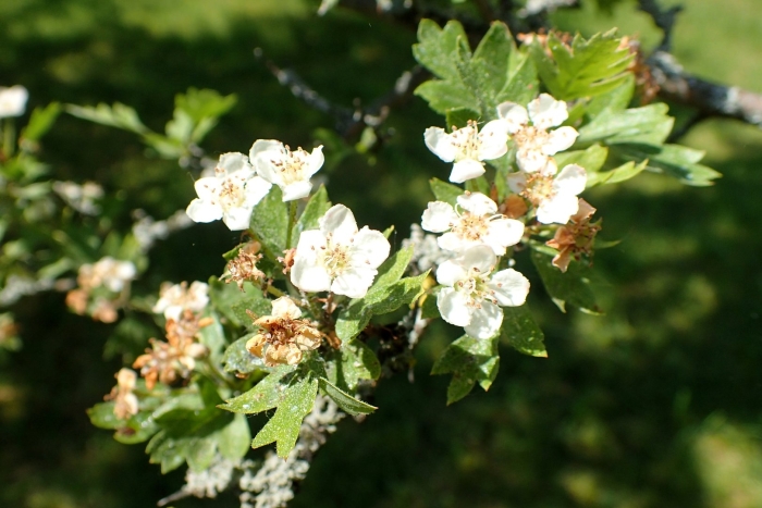Crataegus altaica