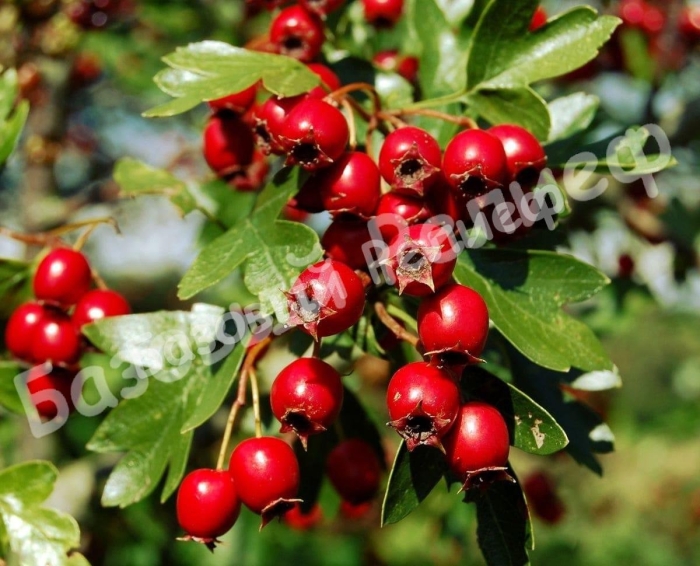 Растение боярышник