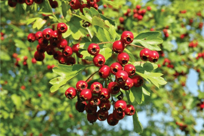 Боярышник обыкновенный (crataegus monogyna)