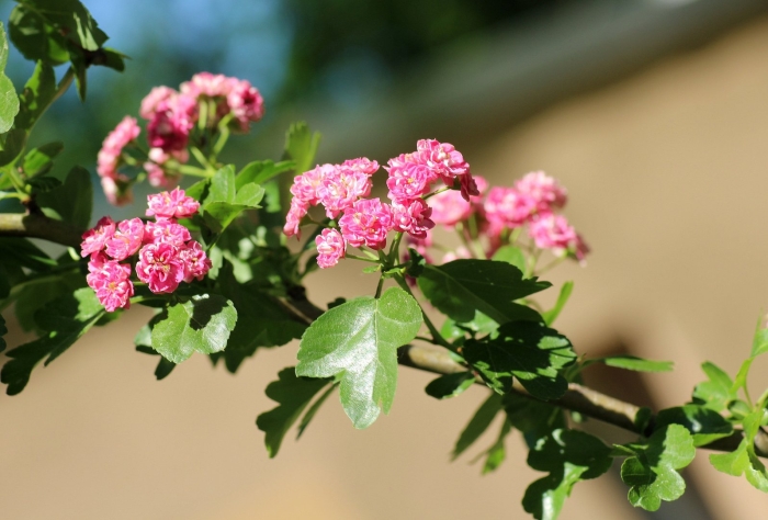 Боярышник розовоцветущий