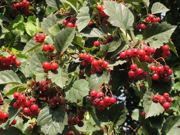 Crataegus sanguinea