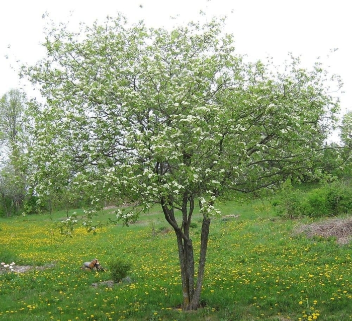 Боярышник мягковатый куст