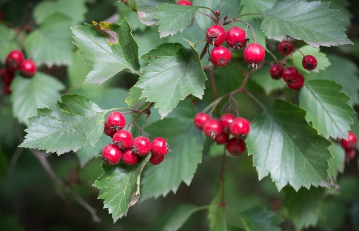 Боярышник сибирский crataegus sanguinea