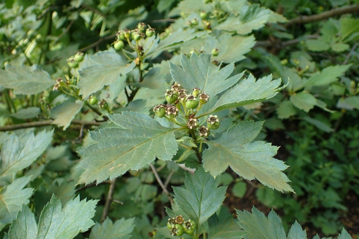 Боярышник максимовича (crataegus maximowiczii)