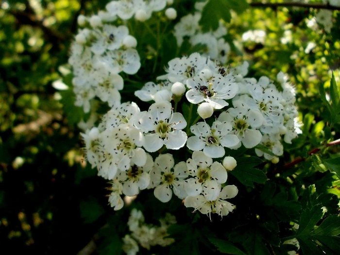 Боярышник обыкновенный цветение