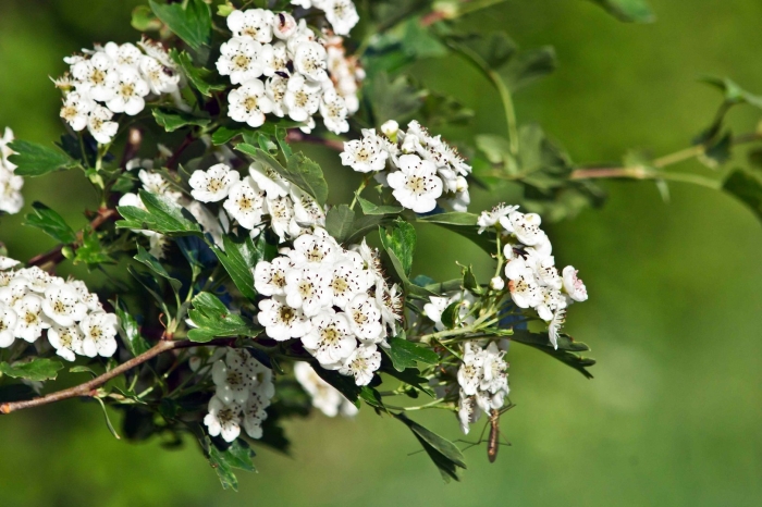 Crataegus oxyacantha
