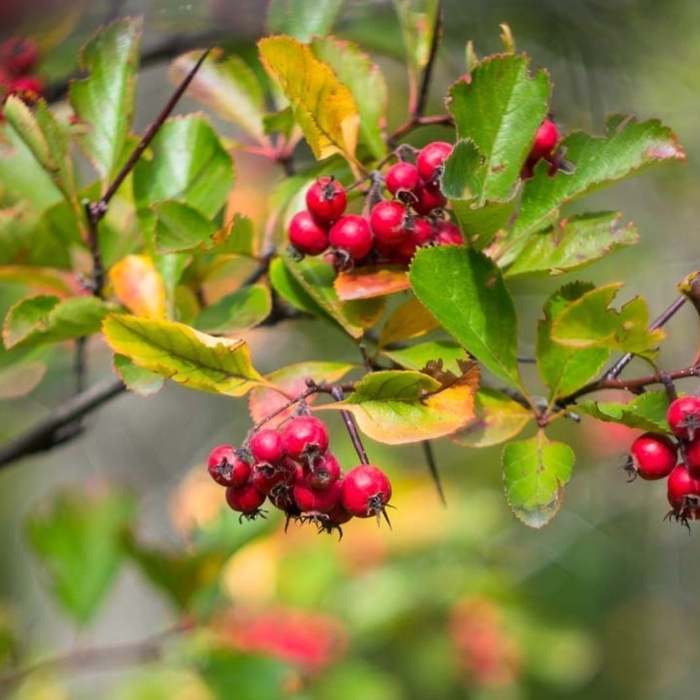 Боярышник петушья шпора crataegus crus-galli