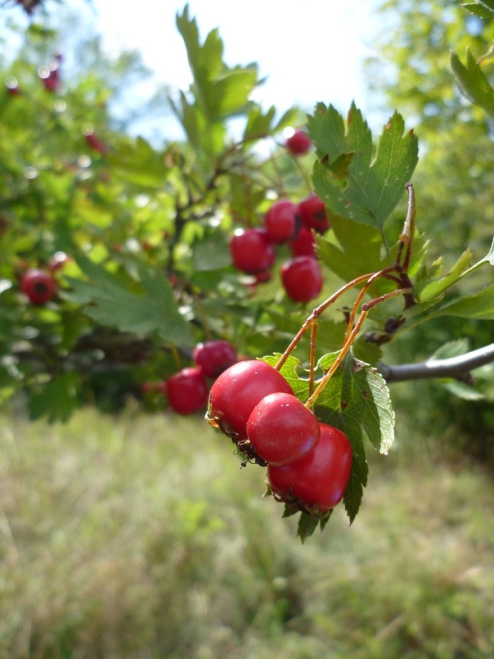 Боярышник сибирский