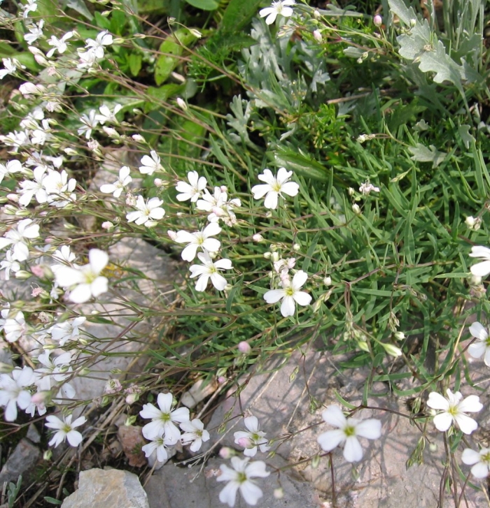 Гипсофила лесная