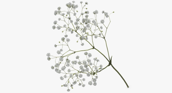 Веточка гипсофила