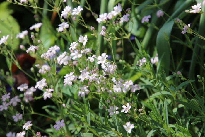 Гипсофила ползучая filou white