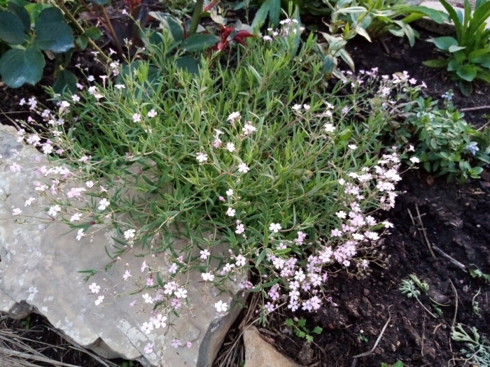 Гипсофила ползучая альба (gypsophila repens alba)