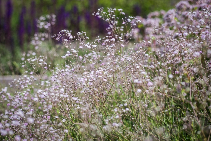 Гипсофила rosenschleier