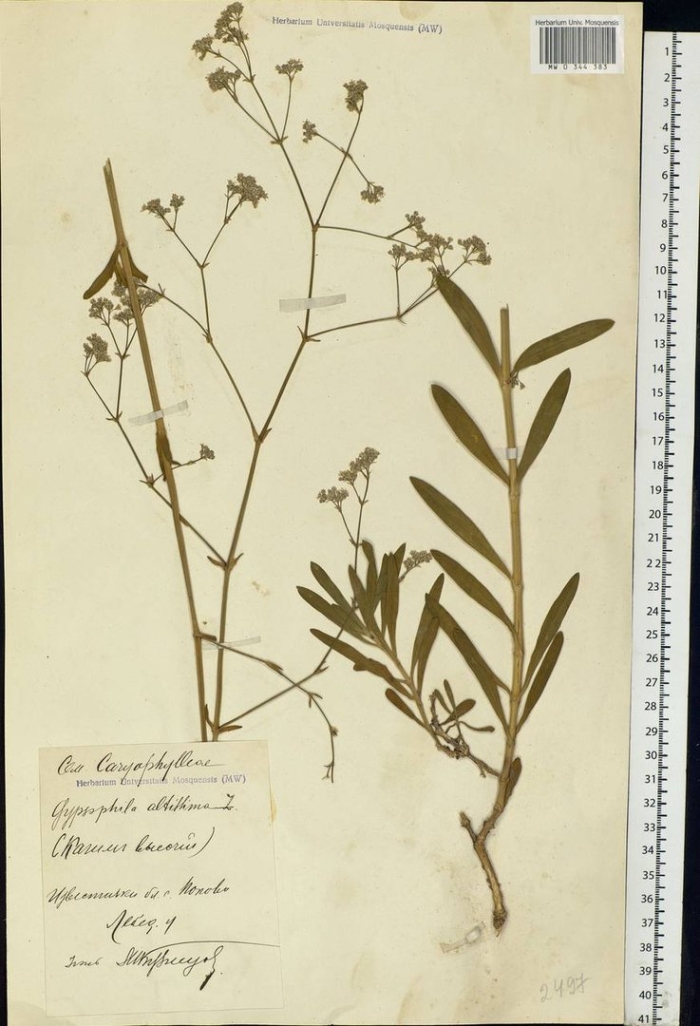 Качим метельчатый