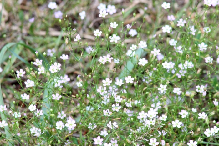 Petrorhagia saxifraga