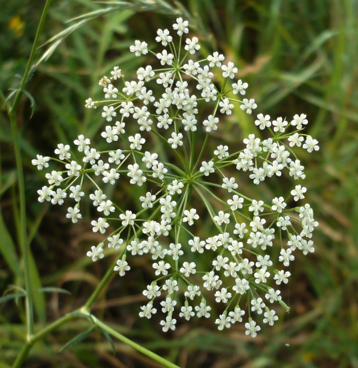Резак обыкновенный (falcaria sioides