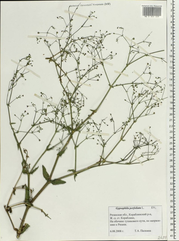 Сапожниковия растопыренная