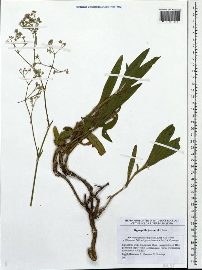 Володушка мартьянова