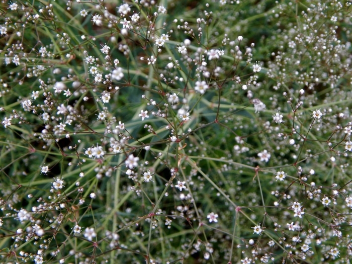 Гипсофила перекати поле