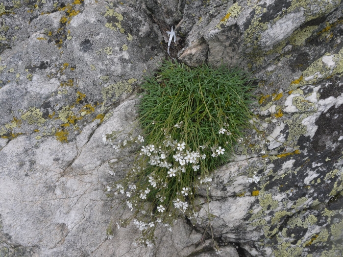 Gypsophila uralensis
