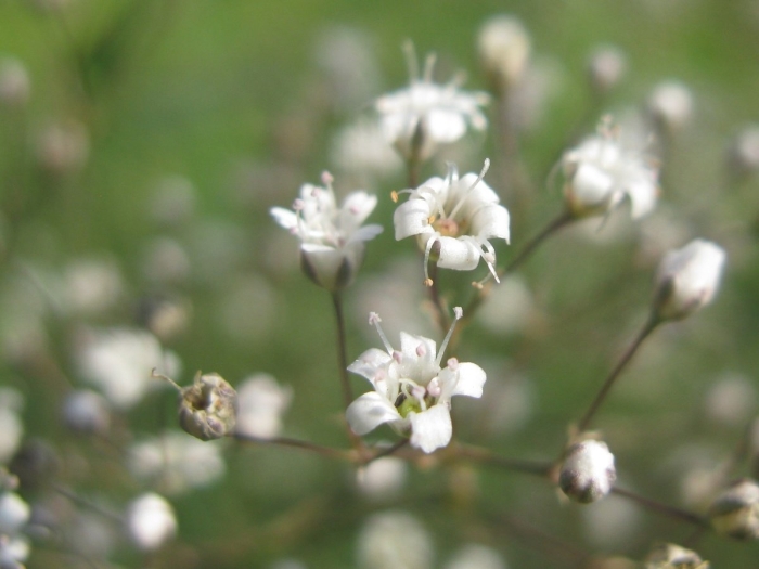 Качим гипсофила