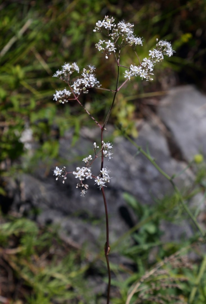 Gypsophila altissima