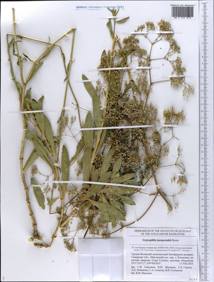 Клоповник широколистный