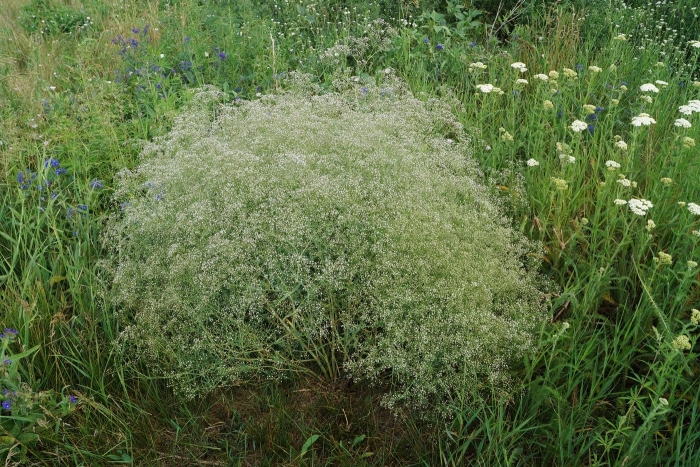 Gypsophila paniculata