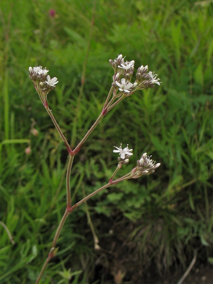 Валерьяна лекарственная - valeriana officinalis