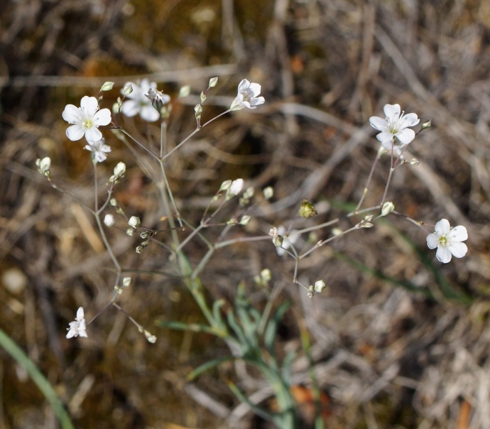 Gypsophila patrinii