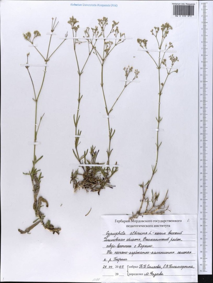 Качим жигулевский gypsophila zhegulensis