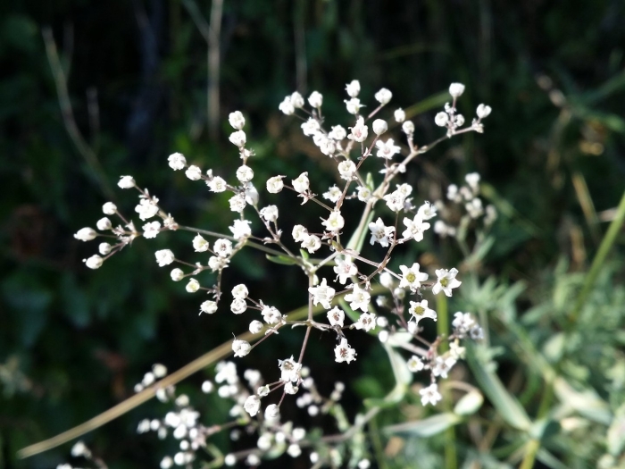 Качим метельчатый перекати поле