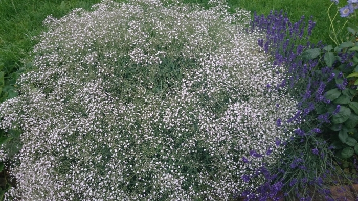 Гипсофила метельчатая бристоль фейри