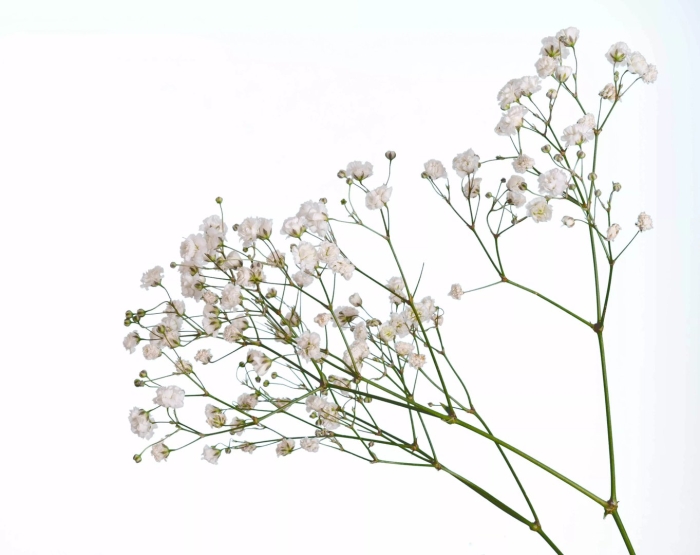 Белая гипсофила