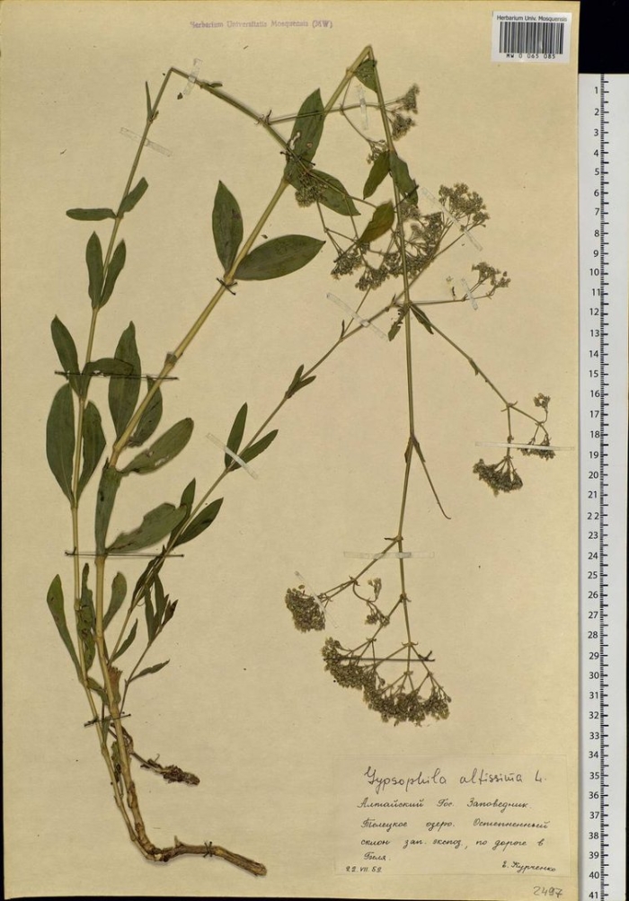 Gypsophila paniculata l