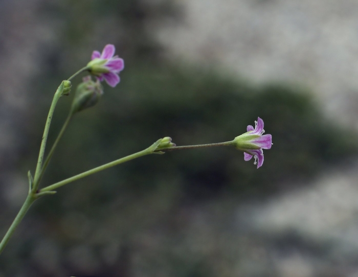 Gypsophila perfoliata