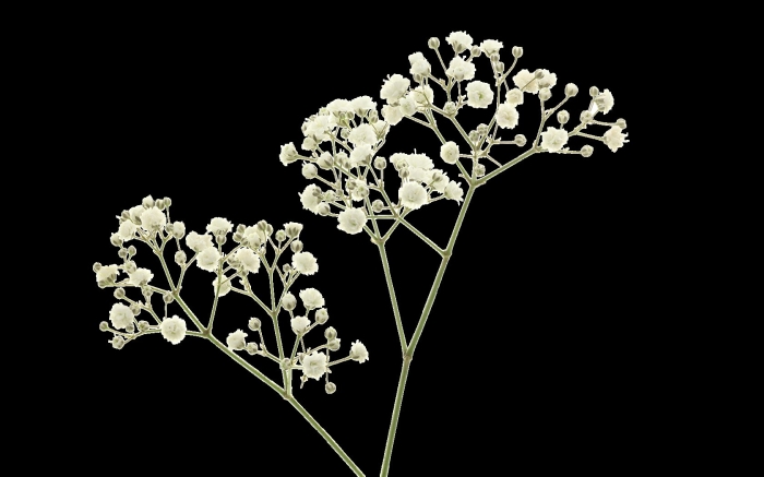 Ветка гипсофила