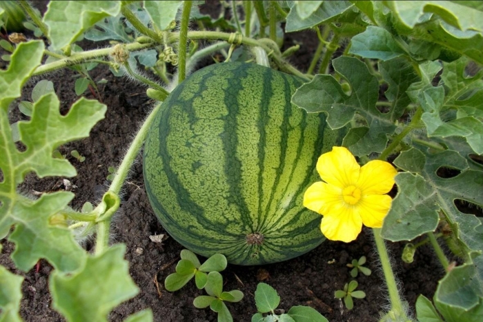 Дынная тыква зеленая