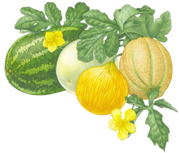 Дыня рисунок