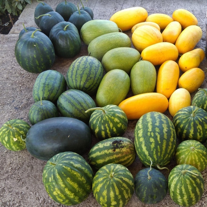 Сорта арбуза
