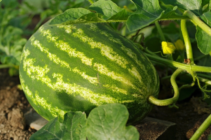 Сорт арбуза большой сахарный