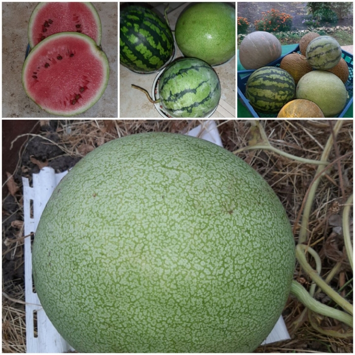 Арбуз сорт рафинад