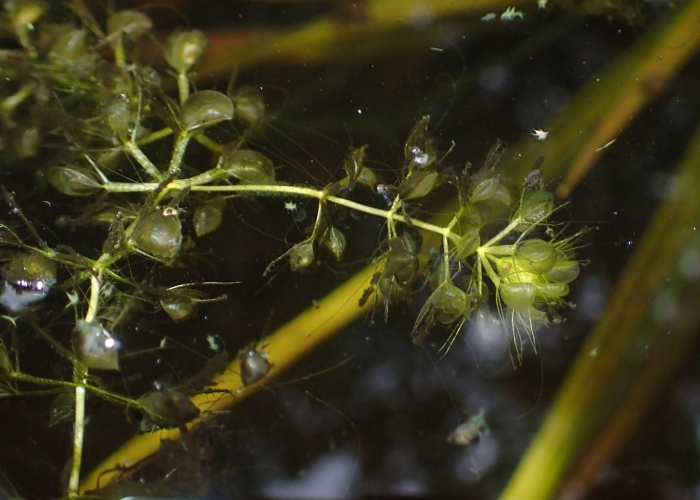 Aldrovanda vesiculosa