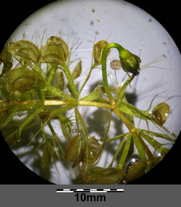 Aldrovanda vesiculosa