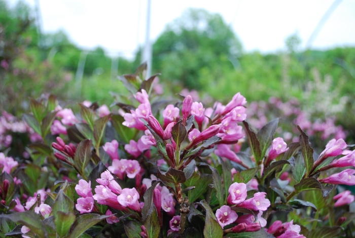 Вейгела nana purpurea