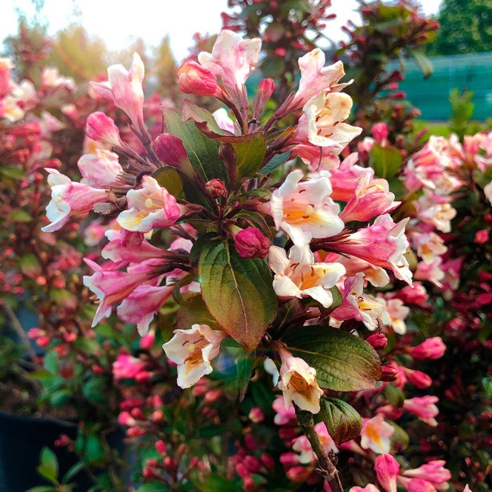 Вейгела бригелла