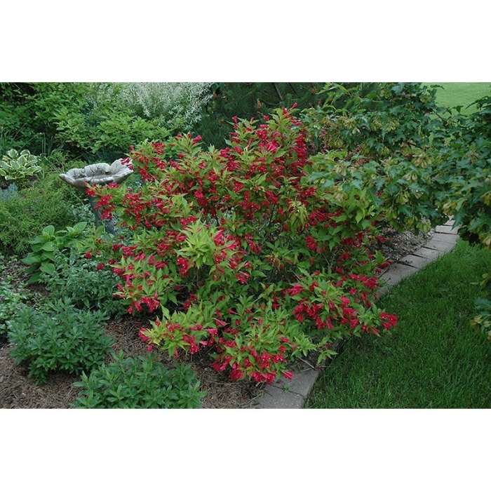 Вейгела red prince