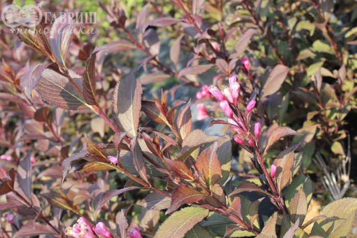 Вейгела виктория